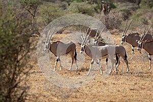 Oryx Herd