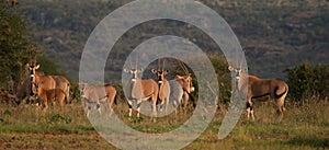 Oryx herd