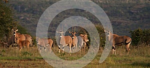 Oryx herd photo