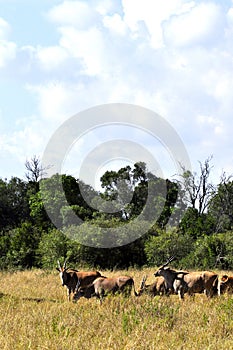 Oryx Herd