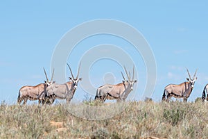 Oryx herd in the Mountain Zebra National Park