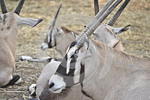 Oryx Herd