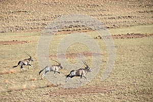 An oryx herd in the sand dunes of Sossusvlei.