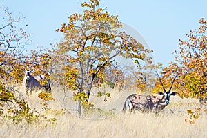 Oryx hiding in the bush. Wildlife Safari in the Mapungubwe National Park, travel destination in South Africa.