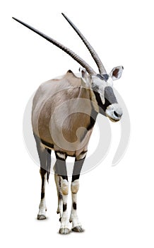 Oryx, isolated