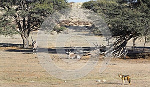 Oryx and jackal in the Kalahari
