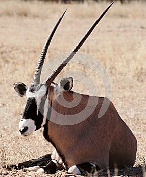 Oryx in the kalahari desert