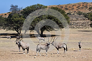 Oryx in the Kgalagadi