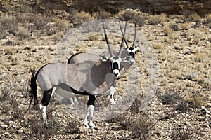 Oryx in the Kgalagadi