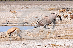 Oryx kneeling to drink in Etosha National Park, Namibia