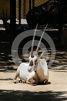 Oryx leucoryx, Orix of Arabia