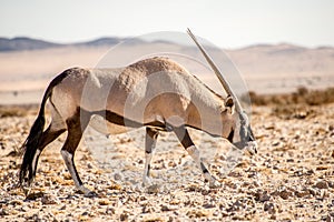 Oryx in Namib Desert