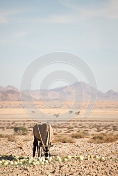 Oryx in Namib Desert