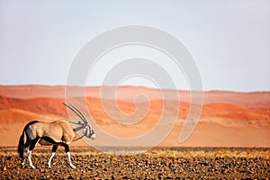 Oryx in Namib desert