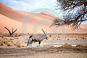 Oryx in Namibia