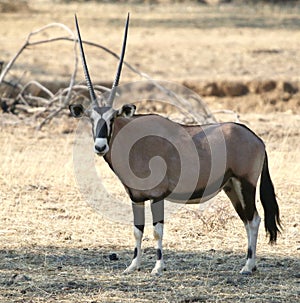 Oryx in Namibia