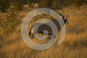 Oryx, Namibia