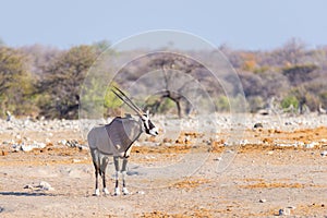 Oryx in Namibia, Africa.