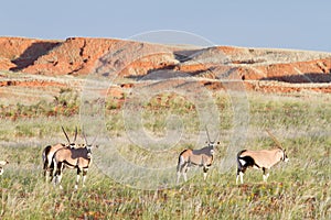 Oryx, Namibia