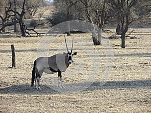 Female pregnant Orynx or Gemsbok in Namibian bushveld