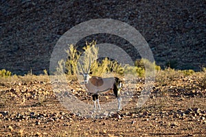 Oryx - NamibRand Nature Reserve - Namibia