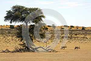 Oryx near a camel thorn tree