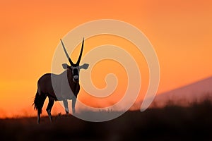 Oryx with orange sand dune evening sunset. Gemsbock large antelope in nature habitat, Sossusvlei, Namibia. Wild desert. Gazella