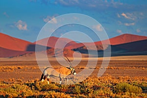 Oryx with orange sand dune evening sunset. Gemsbok , Oryx gazella, large antelope in nature habitat, Sossusvlei, Namibia. Wild