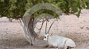 oryx resting under desert tree