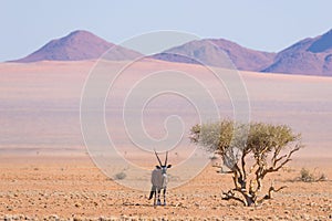 Oryx resting under shadow of Acacia tree in the colorful Namib desert of the majestic Namib Naukluft National Park, best travel de