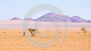 Oryx resting under shadow of Acacia tree in the colorful Namib desert of the majestic Namib Naukluft National Park, best travel de