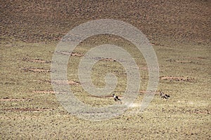 A oryx run in a desert.