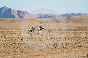 Oryx running across desert plain Namibia