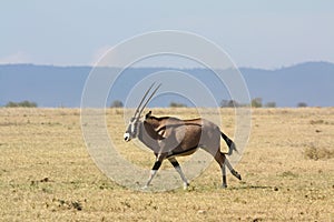 An oryx runs across a dry African plain
