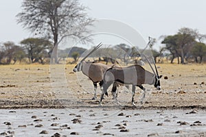 Oryx's at the waterhole in Nxai Pan NP
