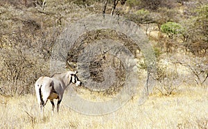 Oryx in Samburu National Reserve, Kenya