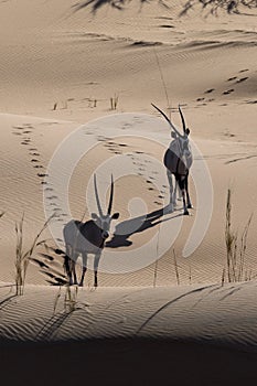 Oryx in sand dunes.