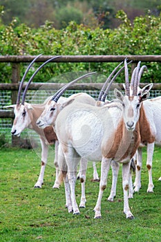 Oryx Scimitar antelopes