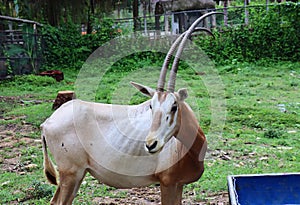 Oryx. Scimitar-horned oryx. At Chiang Mai Zoo, Thailand.