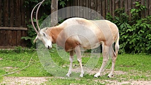 Oryx. Scimitar-horned oryx gazella