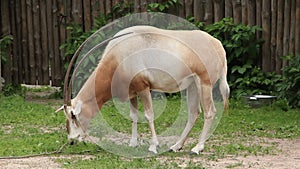 Oryx. Scimitar-horned oryx gazella