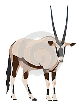 Oryx from side, looking towards, illustration