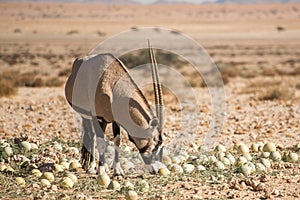 Oryx Smelling at Desert Melon