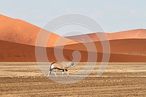 Oryx in the Sossusvlei desert, Namibia