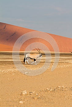 Oryx in the Sossusvlei desert, Namibia