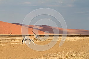 Oryx in the Sossusvlei desert, Namibia