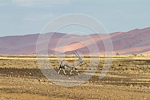 Oryx in the Sossusvlei desert, Namibia