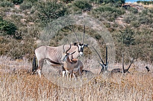Oryx and a springbok between grass in the Kgalagadi
