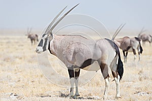Oryx standing in the african savannah, the majestic Etosha National Park, best travel destination in Namibia, Africa.