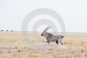 Oryx standing in the african savannah, the majestic Etosha National Park, best travel destination in Namibia, Africa.